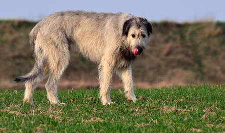Der größte Hund der Welt, der Irische Wolfshund