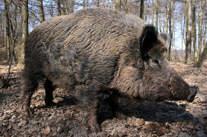 Das größte Tier in Deutschland ist das Wildschwein